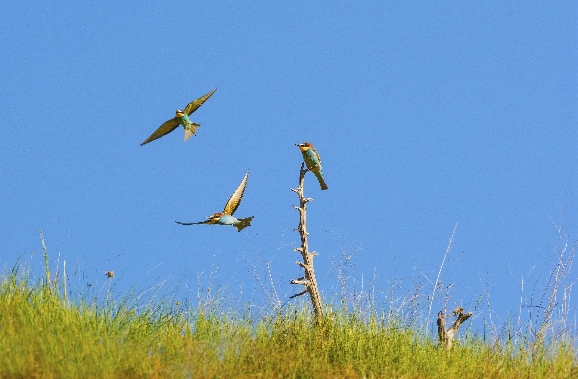 Hladík: Ptačí ráj na Černovické terase ochráníme